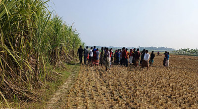 নলডাঙ্গায় আখ ক্ষেতে পড়েছিল অজ্ঞাত ব্যক্তির অর্ধগলিত মরদেহ